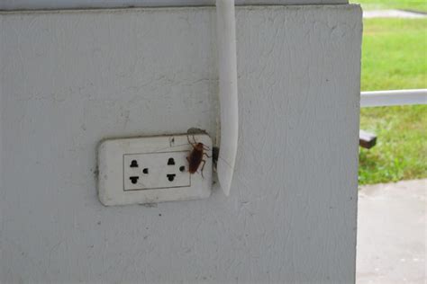 how to insulate electric breaker box for roaches|roaches in electrical outlets.